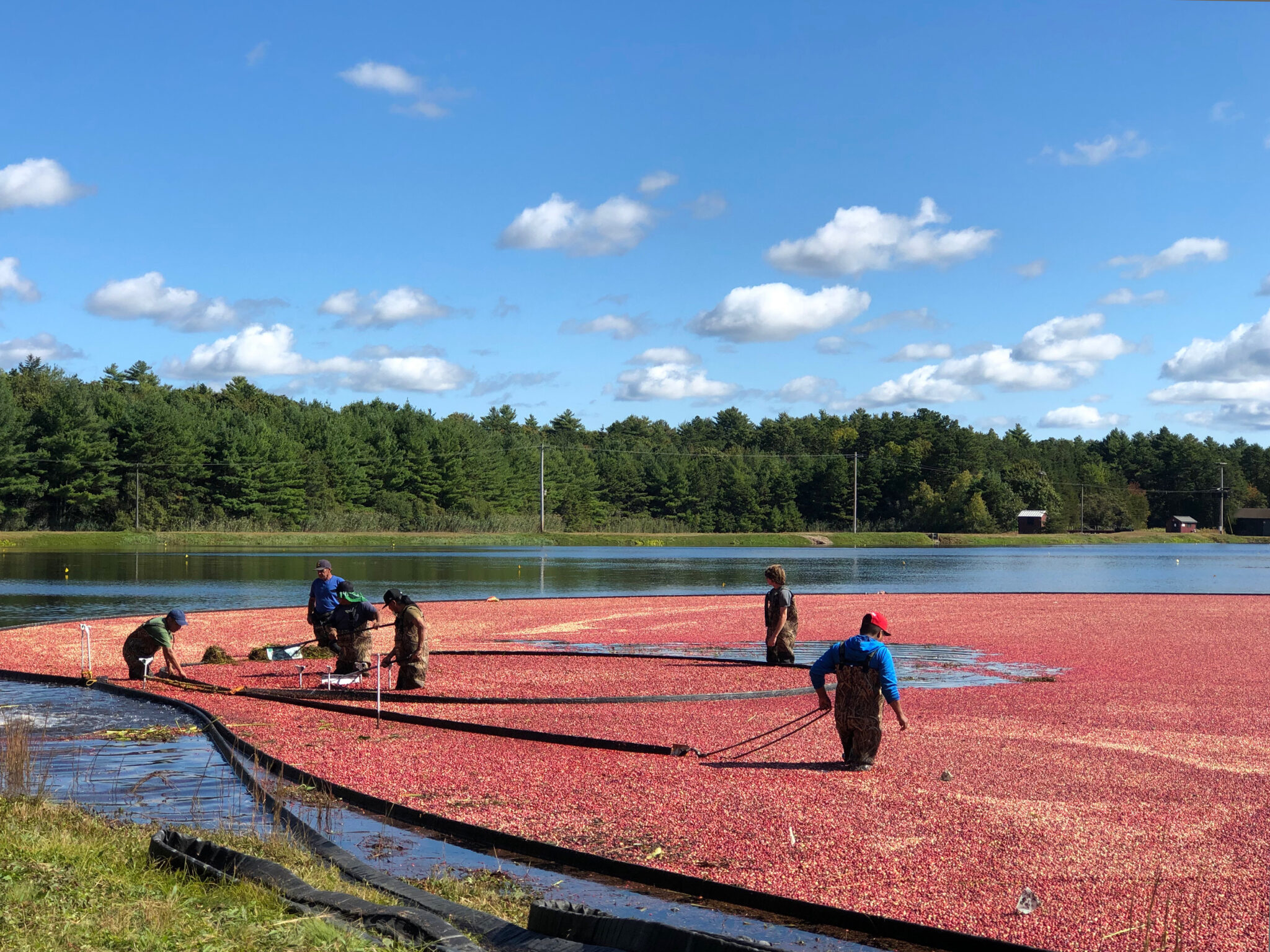 It's Cranberry Harvest Season!
